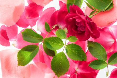 粉红玫瑰和花瓣全高清壁纸和背景