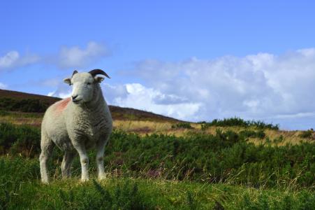 一只公羊在英格兰夏季田野全高清壁纸和背景