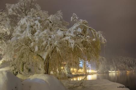 树在冬天晚上4k超高清壁纸和背景