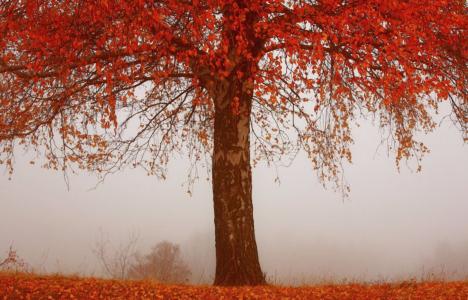 朦胧的秋天树全高清壁纸和背景