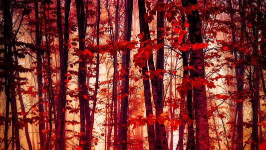红色的秋天森林全高清壁纸和背景