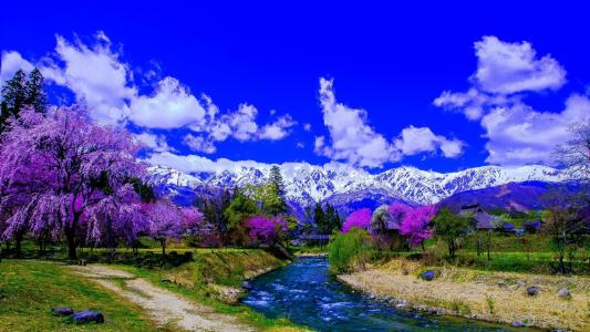 沿着河边的紫色树和白雪覆盖的山全高清壁纸和背景