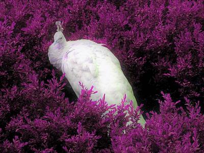 白色（白变种）孔雀在紫色领域墙纸和背景中