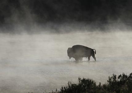 野牛/布法罗在黄石国家公园怀俄明州4k超高清壁纸和背景早晨薄雾