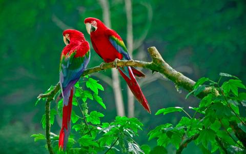 雨林全高清壁纸和背景的树枝上的鹦鹉
