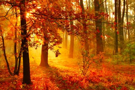 日落在迷雾秋季森林全高清壁纸和背景