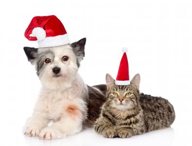 圣诞节狗和猫充分的高清壁纸和背景