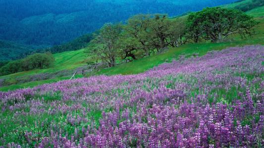 山腰全高清壁纸和背景图像上的紫色花