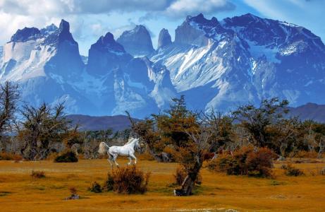 马在巴塔哥尼亚,智利山全高清壁纸和背景