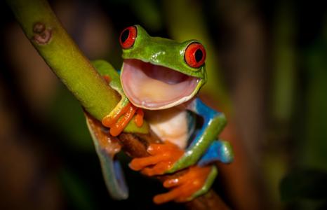 红眼睛的树蛙全高清壁纸和背景