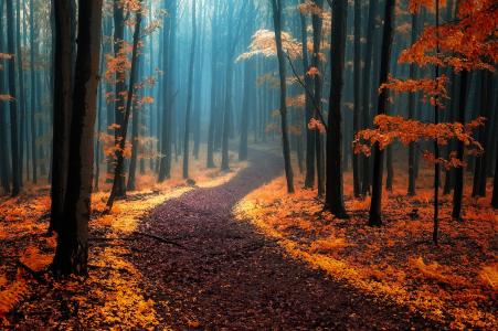在有雾的秋季森林全高清壁纸和背景的路径