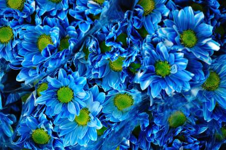 蓝色菊花4k超高清壁纸和背景图片