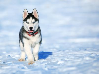 可爱的哈士奇小狗在雪全高清壁纸和背景