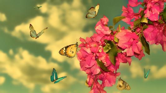 蝴蝶和粉红色的花朵全高清壁纸和背景