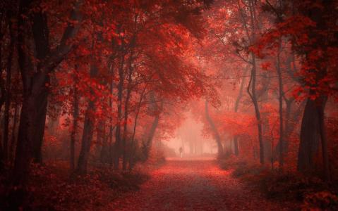 红色的秋天森林壁纸和背景