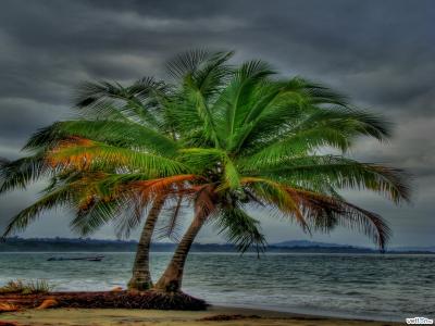 棕榈树上海滩全高清壁纸和背景图像