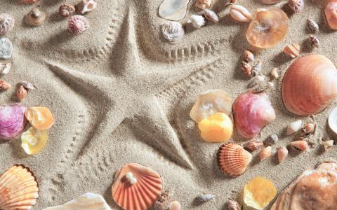沙中的贝壳全高清壁纸和背景图像