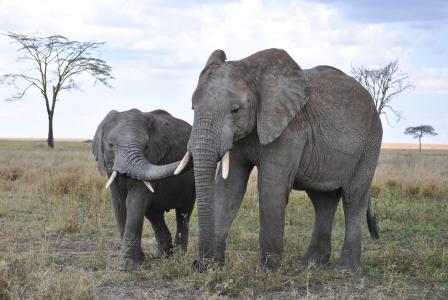 大象在塞伦盖蒂国家公园,坦桑尼亚4k超高清壁纸和背景