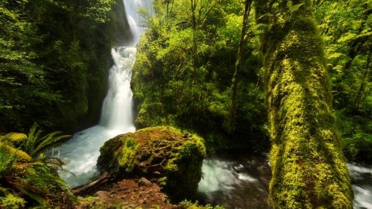 绿色森林瀑布全高清壁纸和背景图像