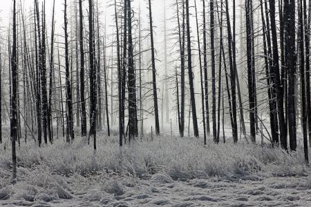 森林在较低的间歇泉盆地,美国怀俄明州黄石国家公园,全高清壁纸和背景