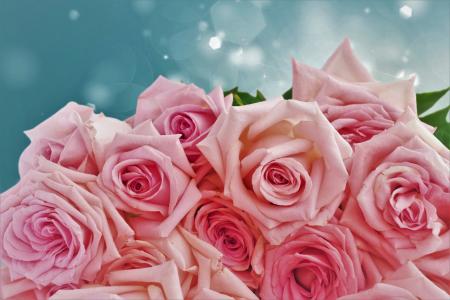 粉红玫瑰5k视网膜超高清壁纸和背景