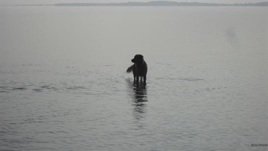 在波罗的海的金毛猎犬全高清壁纸和背景