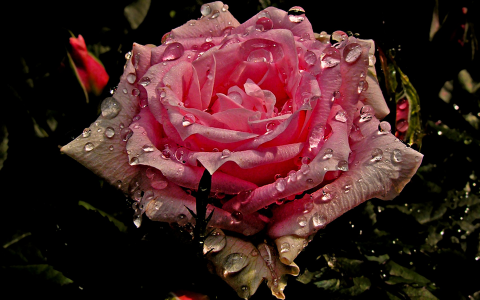 湿粉红玫瑰全高清壁纸和背景