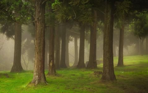 有雾的绿色森林全高清壁纸和背景