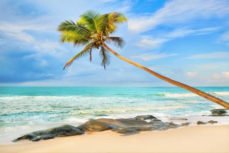 棕榈树热带海滩5k视网膜超高清壁纸和背景图像
