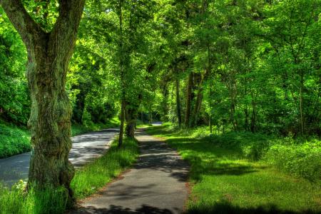 绿色自然道路全高清壁纸和背景图像