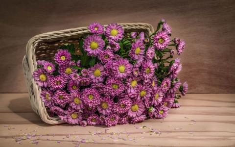 紫色的花朵在篮子里的壁纸和背景图像