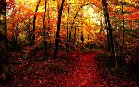 秋季森林全高清壁纸和背景图像中的路径