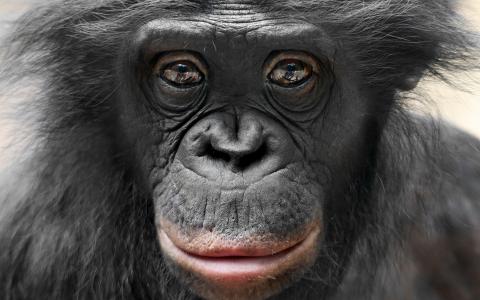倭黑猩猩全高清壁纸和背景