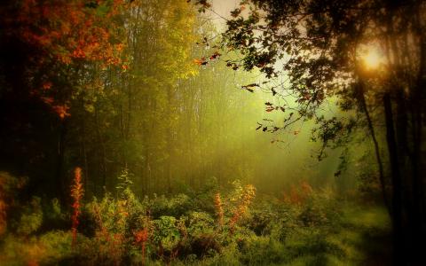 秋季森林雾全高清壁纸和背景