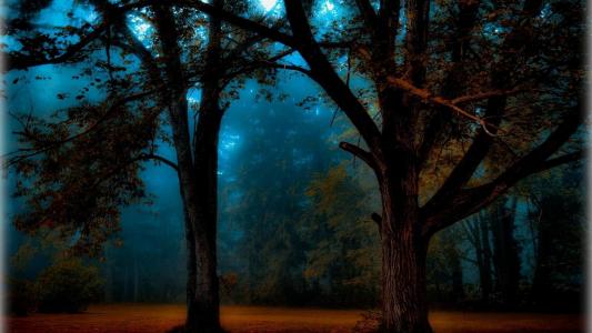 薄雾的蓝色早晨在森林里的墙纸和背景