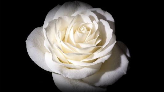 白玫瑰全高清壁纸和背景