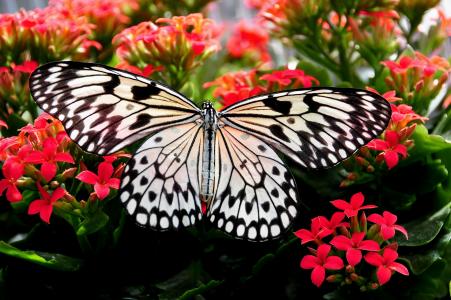 马拉巴树树若虫是在印度半岛 -  Ny蝶科发现的一只大蝴蝶。 