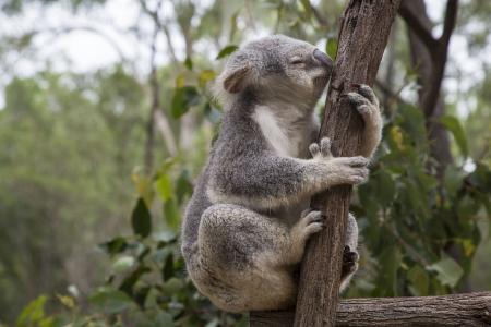 澳大利亚布里斯班动物园里的考拉全高清壁纸和背景