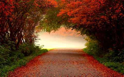 朦胧的秋季道路全高清壁纸和背景图像