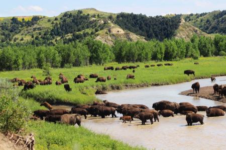 美国野牛穿越河流全高清壁纸和背景