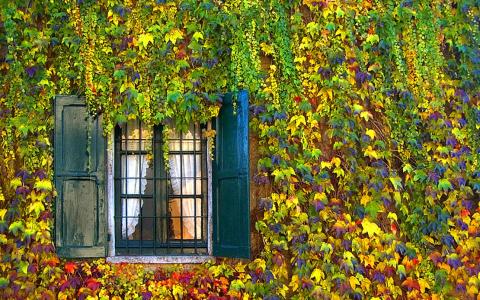 常春藤在秋季壁纸和背景图像覆盖的房子的窗口