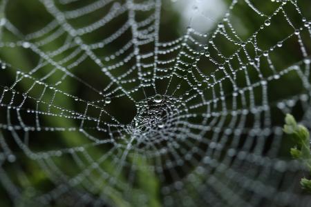 蜘蛛网5k视网膜超高清壁纸和背景
