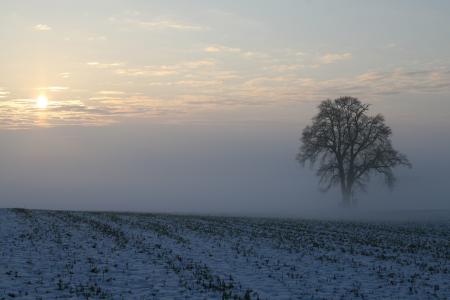 孤独的树在早晨雾全高清壁纸和背景