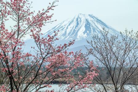 春天4k超高清壁纸和背景富士山