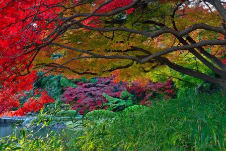 秋季日本花园全高清壁纸和背景图像