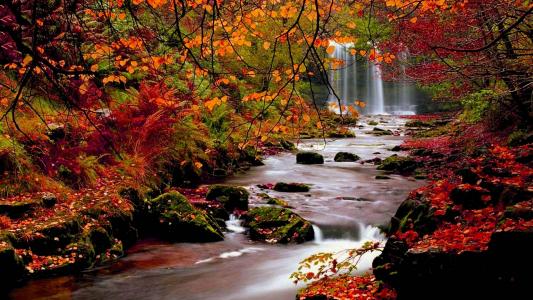 在秋季森林瀑布全高清壁纸和背景
