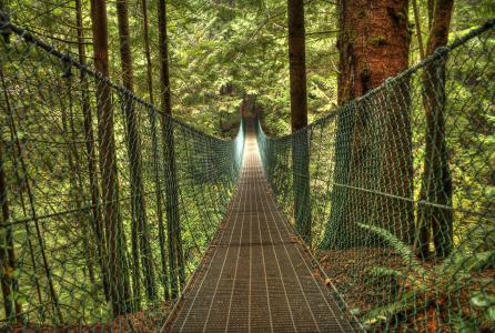 森林4k超高清壁纸和背景图像中的悬索桥