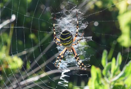 黄蜂蜘蛛,Argiope bruennichi,是一种球形网蜘蛛全高清壁纸和背景