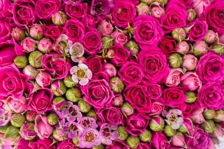 粉红玫瑰玫瑰花蕾5k视网膜超高清壁纸和背景图像