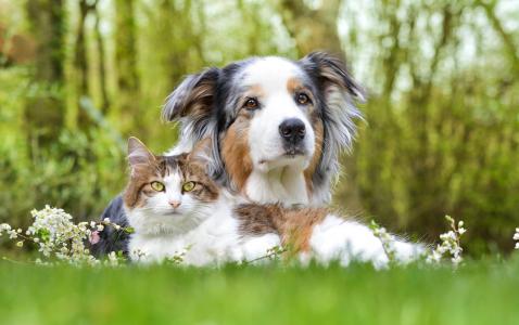 狗和猫躺在绿草地上